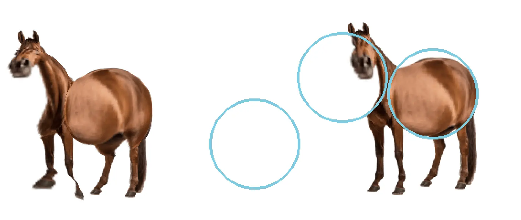 Horse Magnifier cover